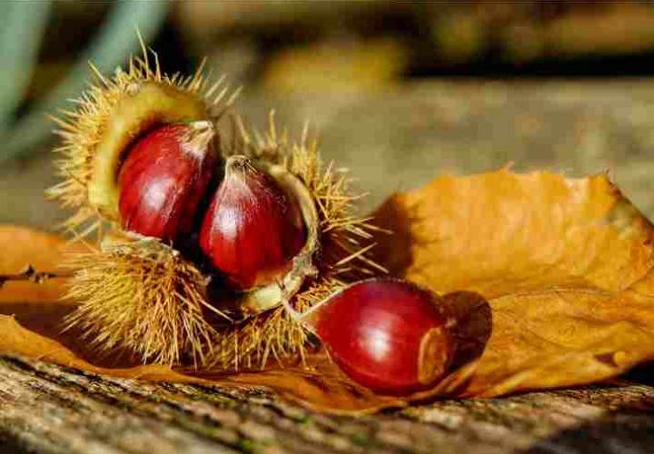 Immagine di copertina 39ª Sagra della Castagna (2025)
