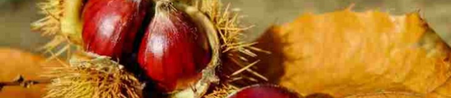 Immagine di copertina 39ª Sagra della Castagna (2025)