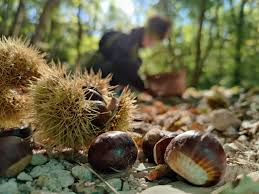 Immagine di copertina Edizione del 2025