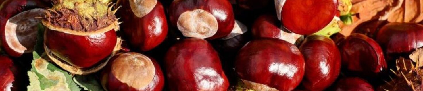 Festa delle Castagne e del Miele di Castagno della Valle di Soffumbergo