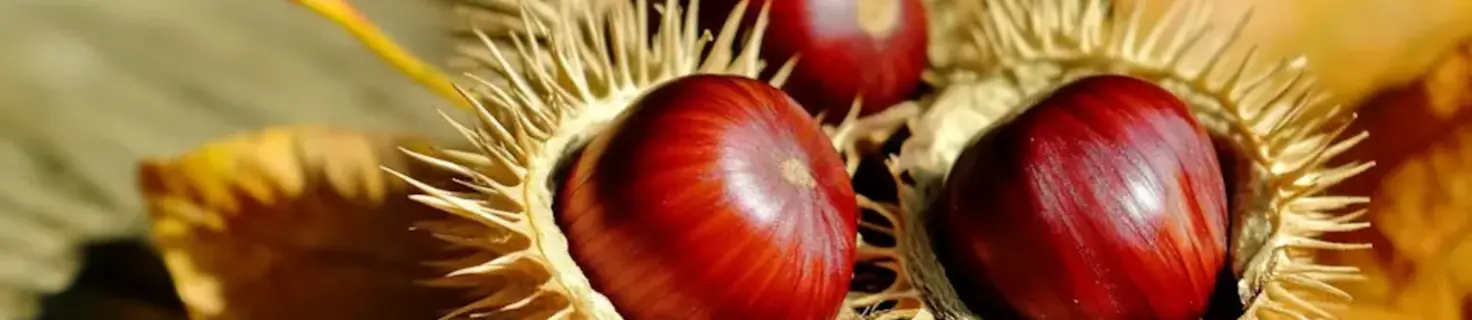 Sagra delle Castagne di Prata di Sopra