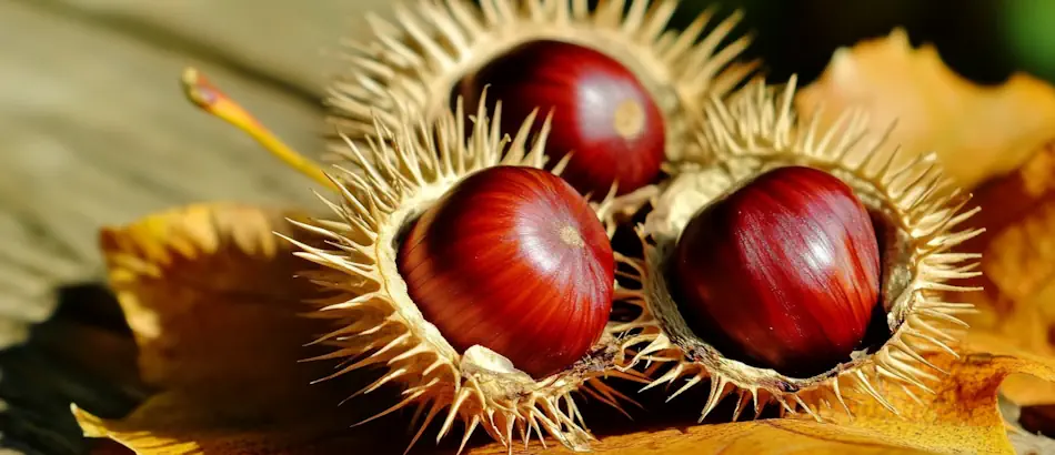 Immagine di copertina Sagra delle Castagne di Prata di Sopra