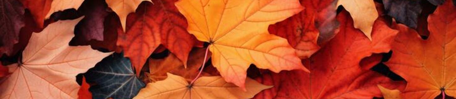 Immagine di copertina Edizione 2025 della Festa d’Autunno