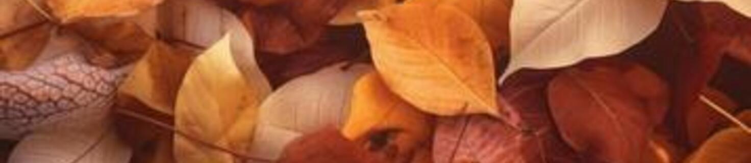 Immagine di copertina Edizione 2025 della Festa d’Autunno