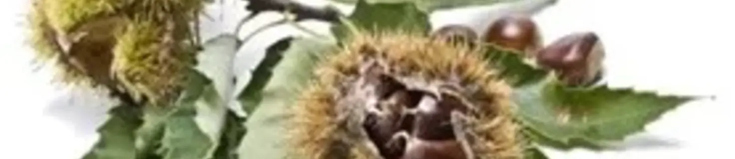 Immagine di copertina Edizione 2025